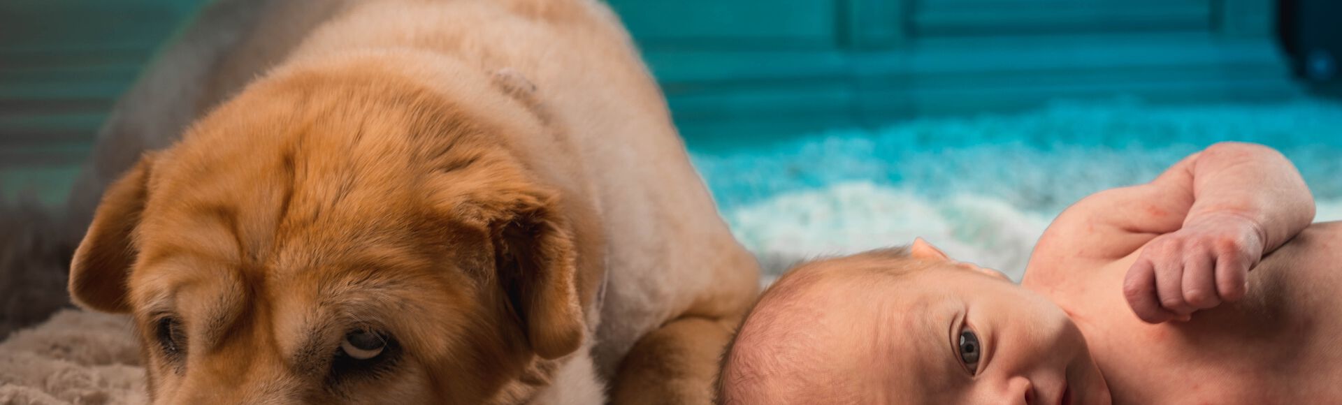 Criança com papai e mamãe interagindo com o gatinho da família