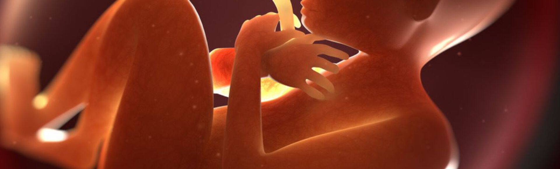 Ilustração de feto dentro da barriga